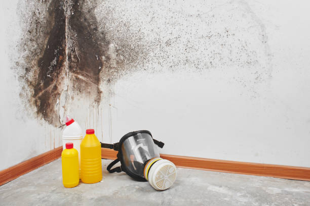 Best Mold Testing  in Presque Isle, ME