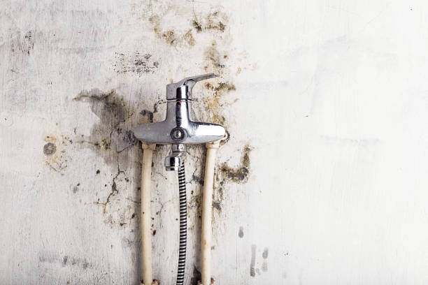 Best Emergency Mold Removal  in Presque Isle, ME