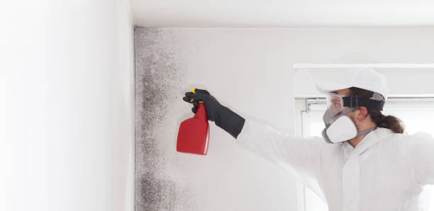 Best Black Mold Removal  in Presque Isle, ME