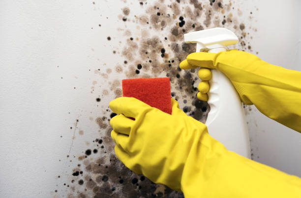 Best Best Mold Removal Companies  in Presque Isle, ME