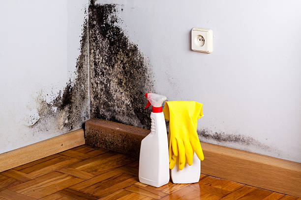 Best Local Mold Removal Service  in Presque Isle, ME